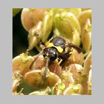 Eumenes sp - Pillenwespe 02b.jpg